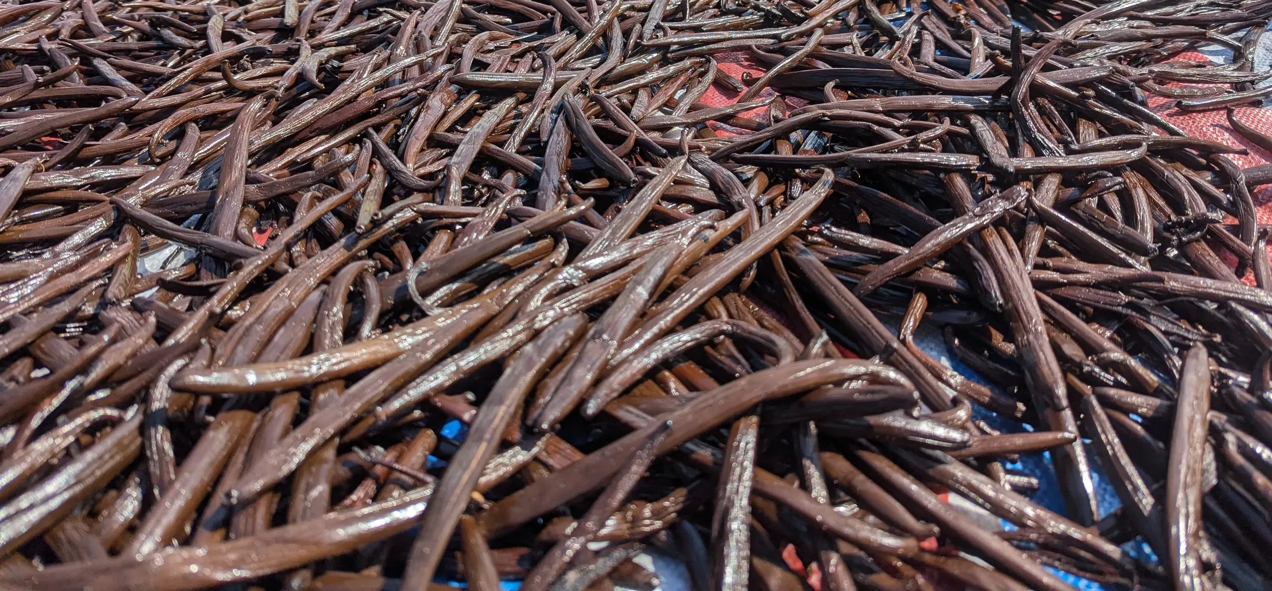 drying vanilla bio vanilla